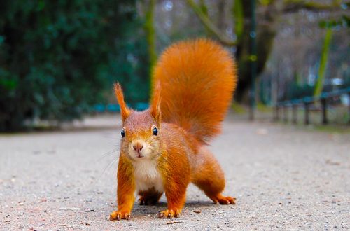 Typo3 - Ein Eichhörnchen - Quelle: Von Ray eye - Photograph by Ray eye, CC BY-SA 2.0 de, https://commons.wikimedia.org/w/index.php?curid=2192065